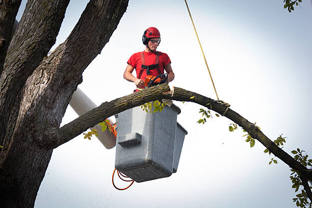 Best Emergency Tree Service  in Estero, FL